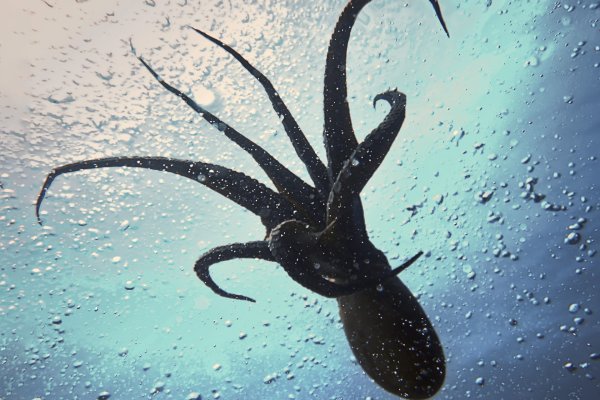 Как зайти на kraken маркетплейс