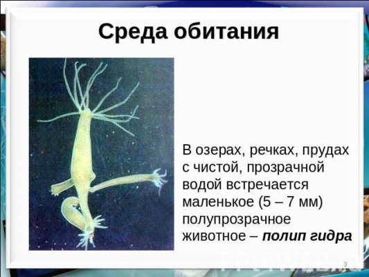 Kraken ссылка для тору